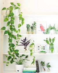 Indoor Plants and Feng Shui Creating Great Chi