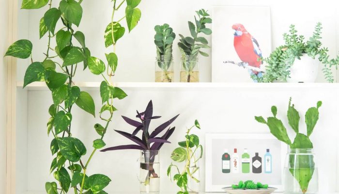 Indoor Plants and Feng Shui Creating Great Chi